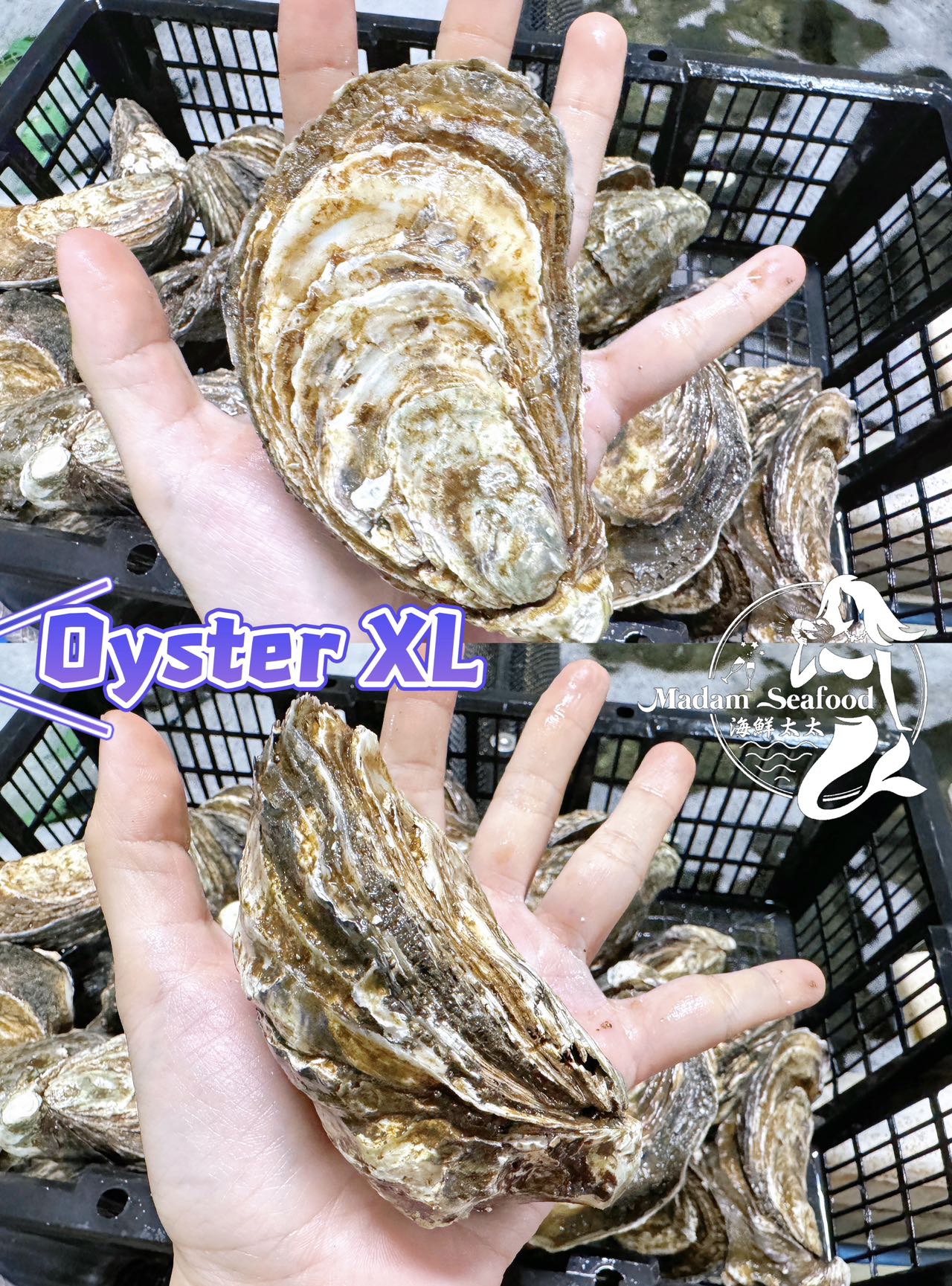 Live SA Pacific Oysters (Extra Large) (closed)