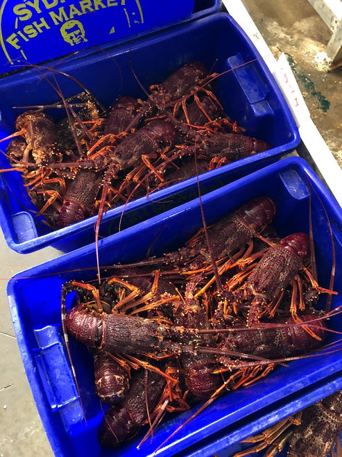 Live Southern Rock Lobster 1000g 1500g Madam Seafood