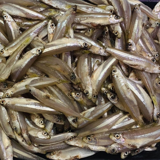 Frozen Whitebait