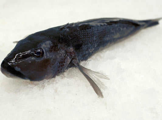 Fresh New Zealand Blue Cod