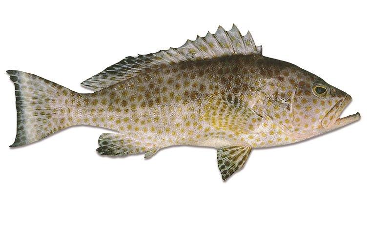 Australian Spotted Cod