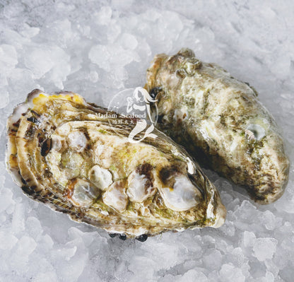 Live SA Pacific Oysters (Large) (closed)