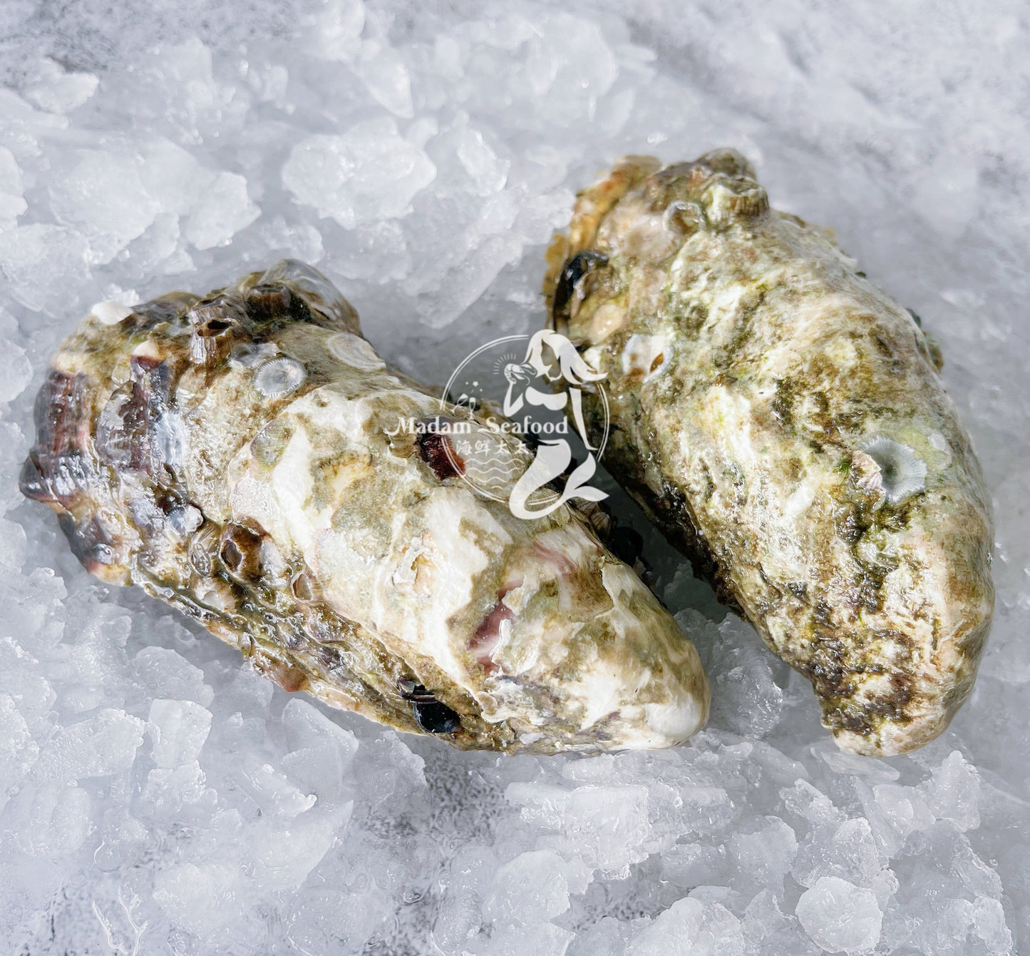 Live SA Pacific Oysters (Large) (closed)