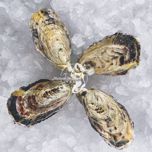 Live SA Pacific Oysters (Large) (closed)
