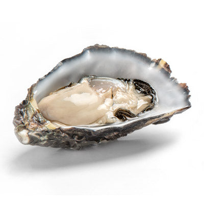 Fresh SA Pacific Oysters (Large) (Open)