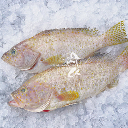 Australian Spotted Cod